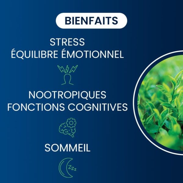 bienfaits compléments alimentaires L-théanine végétale dynveo laboratoire français