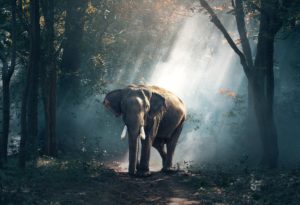 éléphant dans une forêt